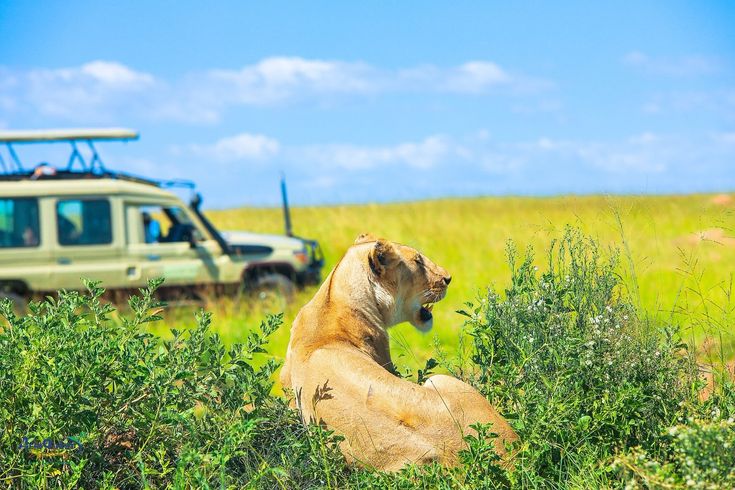 Things to Do in Masai Mara with Family